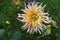 Flower of dahlia Dahlia cultivar Garden Party with buds growing