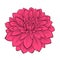 Flower Dahlia drawn in graphical style contours an