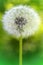 Flower dandelion