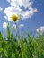 Flower dandelion in clouds