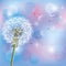 Flower dandelion on light blue - pink background