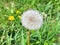 Flower of the dandelion medicinal on green meadow