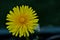 The flower from a dandelion plant