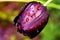 Flower of a dark purple tulip with drops of rain from the night, cropped against blurred background