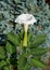 Flower Datura stramonium