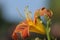 Flower of daylily hybrid Hemerocallis blooming in the garden, stamens and pistils