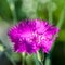FLOWER OF THE DECORATIVE CARNATION OF PINK COLOR AT THE BLUR GREEN BACKGROUND.