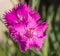 FLOWER OF THE DECORATIVE CARNATION OF PINK COLOR AT THE BLUR GREEN BACKGROUND.
