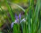 Flower decorative iris