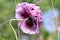 The flower of decorative purple poppy on the curved stem is slightly turned away, the view from the side