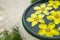 Flower in a decorative water pot