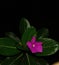 Flower deep bright pink green leave