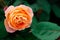 Flower of a delicate peach rose variety La Villa Cotta in greenery in the garden on a bush