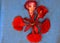 Flower of Delonix regia, Royal Poinciana, Flamboyant