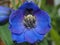 A flower, delphinium. The blue petals of the plant.