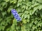 Flower delphinium close-up with blurry background