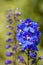 Flower Delphinium On Flowerbed Close Up