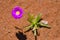 Flower in Desert