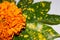 Flower design with marigold, chrysanthemum flower