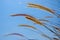 Flower details of grass on blue sky