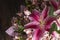 Flower details of a pink flower arrangement. Set of pink flowers and details.