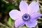 Flower Details (Purple Anemone)