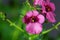 Flower of a Diascia personata