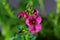 Flower of a Diascia personata