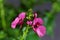 Flower of a Diascia personata