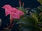 Flower of Dipladenia