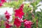 Flower Dipladenia red, floral background