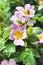 Flower of dog-rose closeup with a bee collecting nectar on it