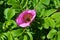 Flower of a dogrose wrinkled (roses wrinkled) (Rosa rugosa L.)