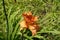 A flower of double orange Hemerocallis fulva