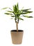 Flower Dracaena Fragrans Golden Coast in a flower pot isolated on a white background