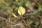 Flower of a dragon teeth, Lotus maritimus