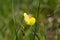 Flower of a dragons teeth, Tetragonolobus maritimus