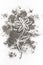 Flower drawing illustration concept in ash, dust, dirt