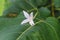 Flower droplets on leaves