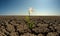 Flower on droughty desert