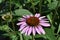 The flower of an Echinacea