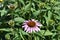 The flower of an Echinacea