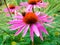 flower, Echinacea