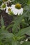 Flower - Echinacea - Alaska