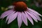 The flower of echinacea medicinal completely bloomed in the garden