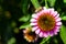 The Flower Is Echinacea With Pink Petals