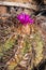Flower Echinocactus horizonthalonius, Turk`s head cactus in the Texas Desert