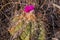 Flower Echinocactus horizonthalonius, Turk`s head cactus in the Texas Desert