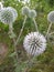 Flower Echinops Mordovnik Mature