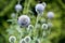 Flower Echinops sphaerocephalus